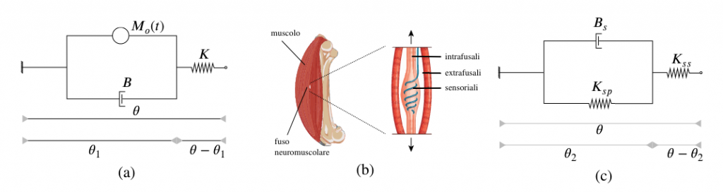 FIG. 1: Modello muscolare di Hill (a); relazione tra muscolo e fuso neuromuscolare (b); modello di fuso neuromuscolare di Soechting (c) dove si distinguono le rigidezze polari 𝐾𝑠𝑝 e del nucleo 𝐾𝑠𝑠.