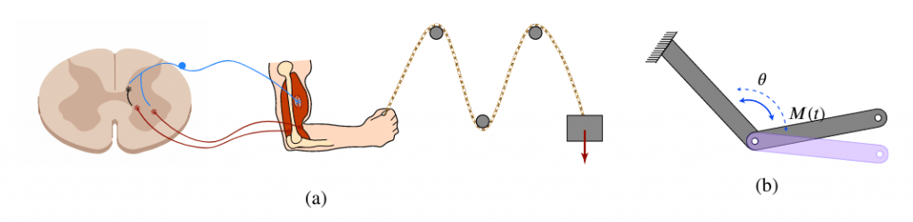 FIG. 2: Rappresentazione schematica del test diagnostico per il riflesso da stiramento del braccio (a). Il carico viene applicato tramite una carrucola e va stimolare i recettori del fuso neuromuscolare che a loro volta vanno a stimolare i percorsi delle vie riflesse all’interno del canale spinale; gradi di libertà del sistema braccio-avambraccio (b) dove la coppia è esercitata dal muscolo