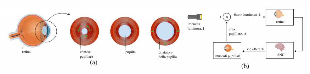 FIG. 4: Lo stroma dell’iride contiene uno strato di tessuto connettivo ricco di cellule muscolare lisce (a). Uno strato, a forma di anello, forma il muscolo costrittore, o sfintere pupillare, mentre nella faccia posteriore è presente il muscolo dilatatore della pupilla con le fibre disposte radialmente. Il sistema di controllo del riflesso pupillare (b) volto a restringere e dilatare la pupilla, tramite le vie superiori, a seconda del flusso luminoso incidente sulla retina