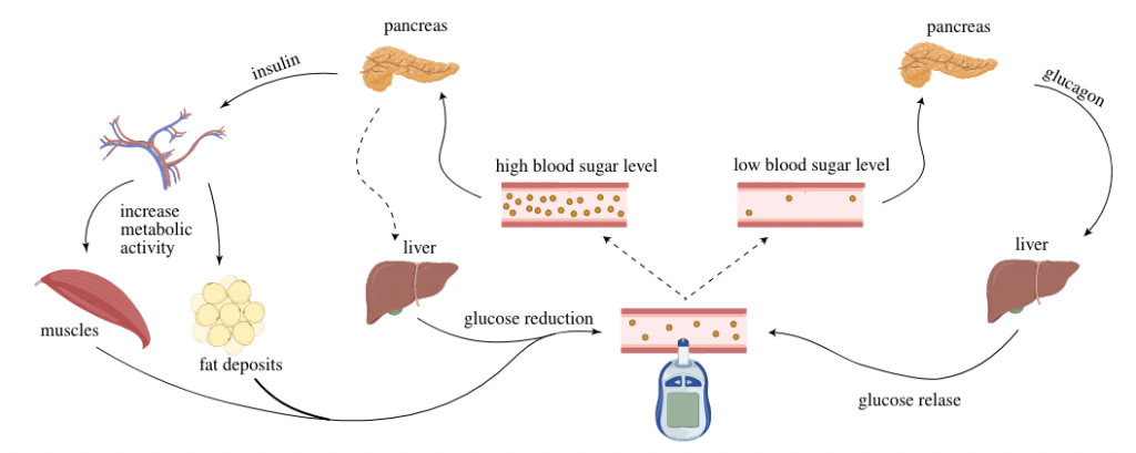 FIG. 1: Sistema di regolazione della glicemia. Lo schema è semplificato rispetto la reale complessità del meccanismo di regolazione.