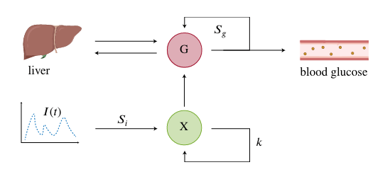 FIG. 3: Schema a blocchi del modello minimo del glucosio
