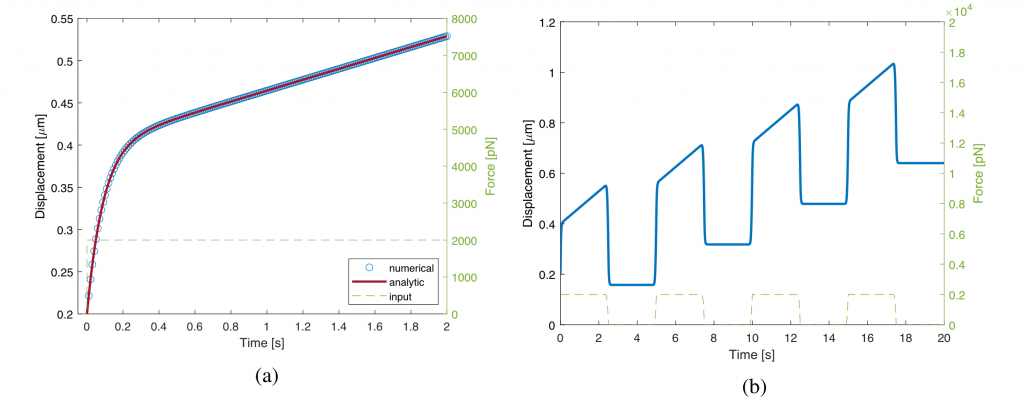 FIG. 3: Risposta del sistema ad ingresso a gradino (a) e ad onda quadra con periodo di 5s (b). La risposta è data dalla somma di un contributo lineare crescente dato dallo smorzatore (D) a cui si aggiunge la risposta più complessa del corpo Zener.